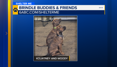 Shelter Me: Twice the cuteness with Kourtney and Woody from Brindle Buddies & Friends in Reading, Pennsylvania