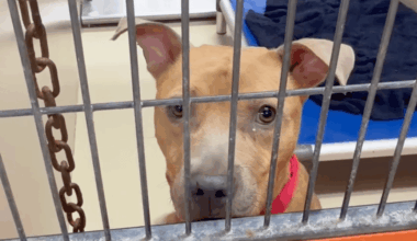 In dire effort to clear kennels, ACCT Philly offers foster and adoption incentives