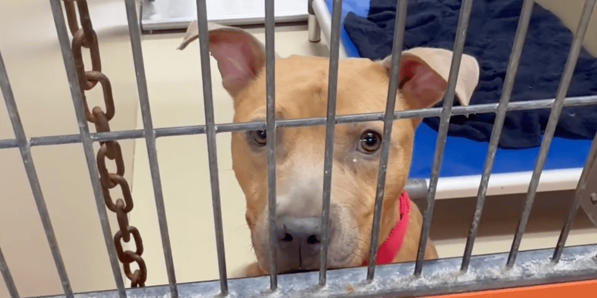 In dire effort to clear kennels, ACCT Philly offers foster and adoption incentives
