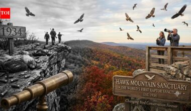 In 1934, this Pennsylvania mountain went from a hawk killing ground to the world's first raptor sanctuary and changed bird conservation forever | World News