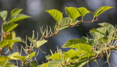 Japanese knotweed in Pennsylvania: What to look for