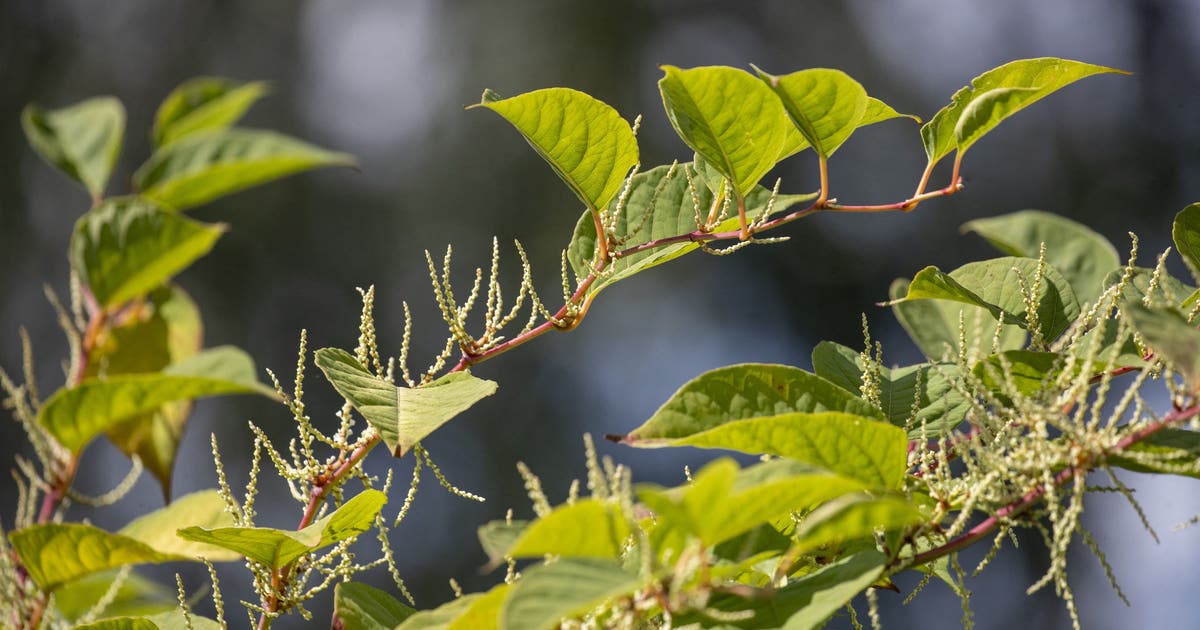 Japanese knotweed in Pennsylvania: What to look for