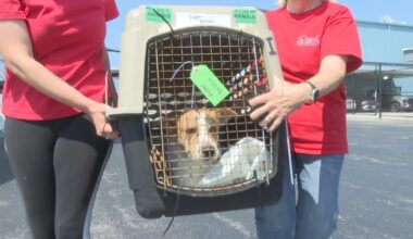 Philadelphia-area groups help rescue cats and dogs from Texas shelters after flooding