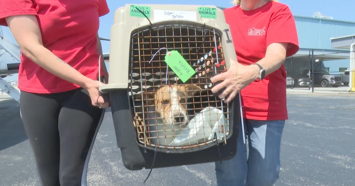 Philadelphia-area groups help rescue cats and dogs from Texas shelters after flooding
