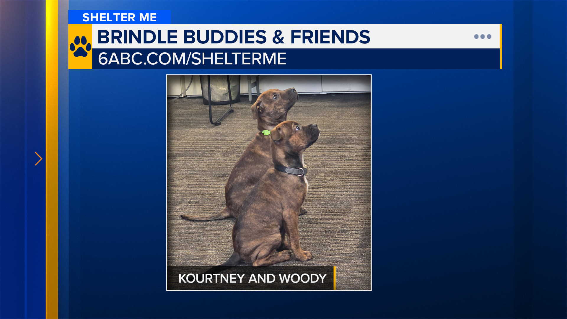 Shelter Me: Meet Kourtney and Woody from Brindle Buddies & Friends