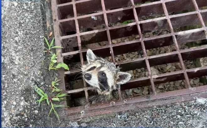 Firefighters in Rostraver Township, Pennsylvania, recently rescued a raccoon that had become stuck in a storm drain grate, using a small hydraulic tool to free the animal. firefighters in rostraver township, pennsylvania, recently rescued a raccoon that had become stuck in a storm drain grate, using a small hydraulic tool to free the animal.