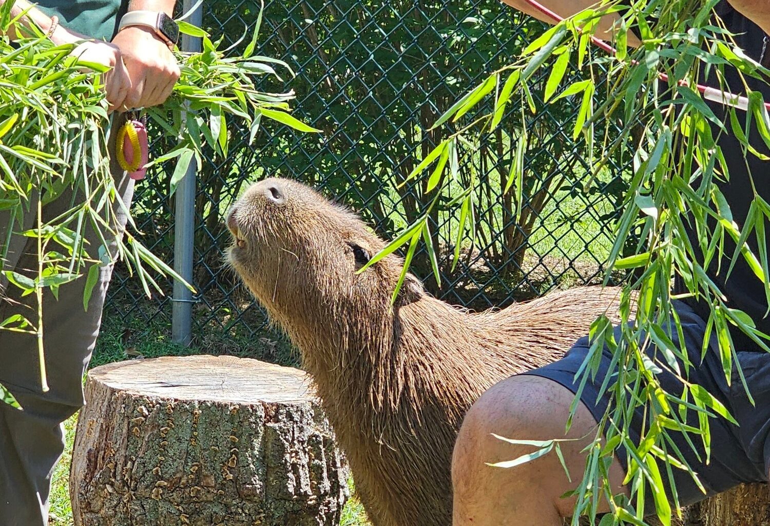 Where to Visit Capybaras Near Philadelphia