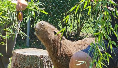 Where to Visit Capybaras Near Philadelphia