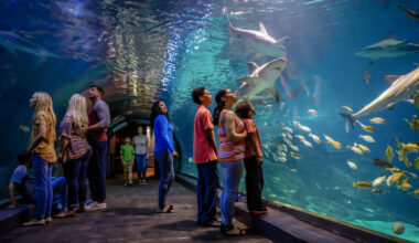 Shark & Ray Summer is back at Camden Adventure Aquarium.