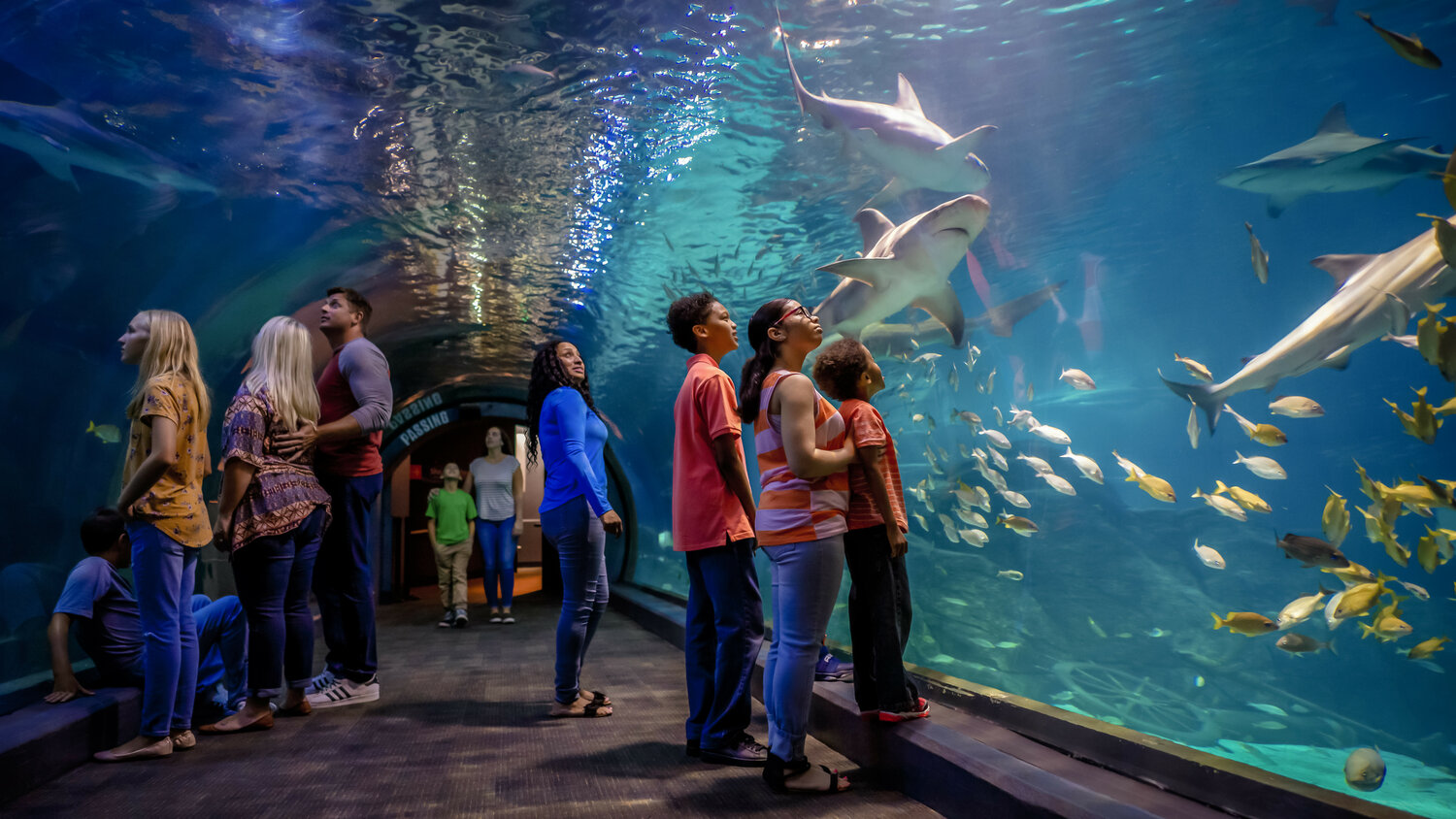 Shark & Ray Summer is back at Camden Adventure Aquarium.