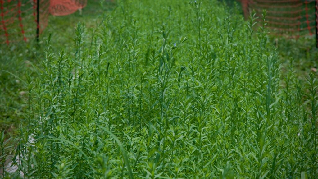 Flax growing
