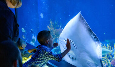 Shark & Ray Summer runs July 13 to Aug. 16.
