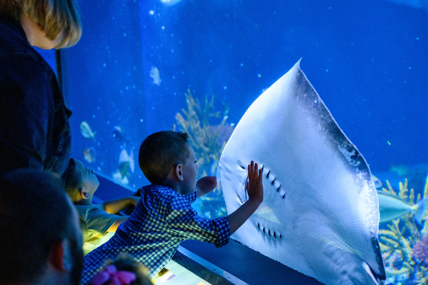 Shark & Ray Summer runs July 13 to Aug. 16.