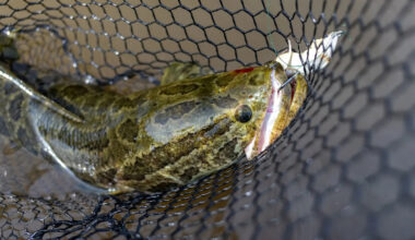 Pennsylvania's 'Frankenfish' can live 4 days out of water, and wriggle back if tossed ashore