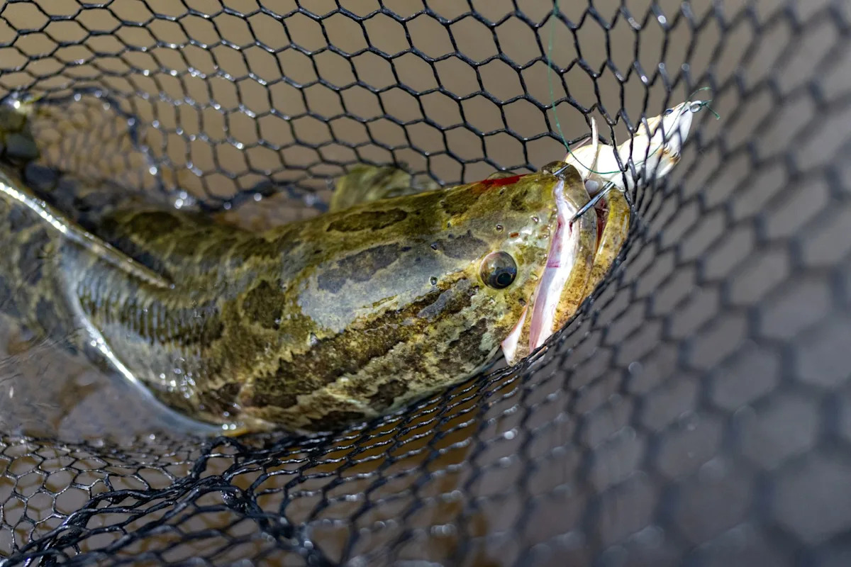 Pennsylvania's 'Frankenfish' can live 4 days out of water, and wriggle back if tossed ashore
