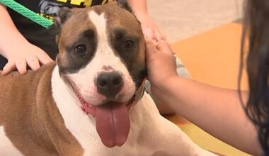 ACCT Philadelphia is over capacity and asking for the public's help to foster or adopt pets