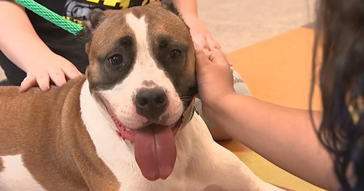 ACCT Philadelphia is over capacity and asking for the public's help to foster or adopt pets