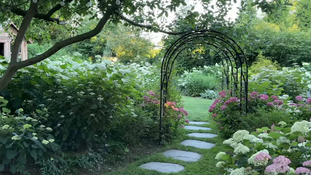 Pennsylvania hydrangea garden hits full bloom, and one lime-green variety steals the show