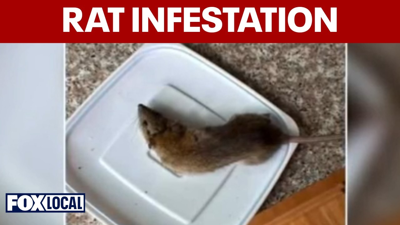 Bensalem residents demand help as severe rat infestation plagues neighborhood