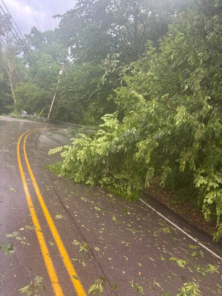 Tree down along Shaler Road Tree down along Shaler Road