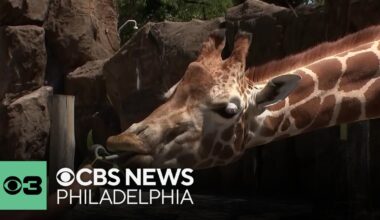Philadelphia Zoo, America's first, debuts new additions for nation's 250th