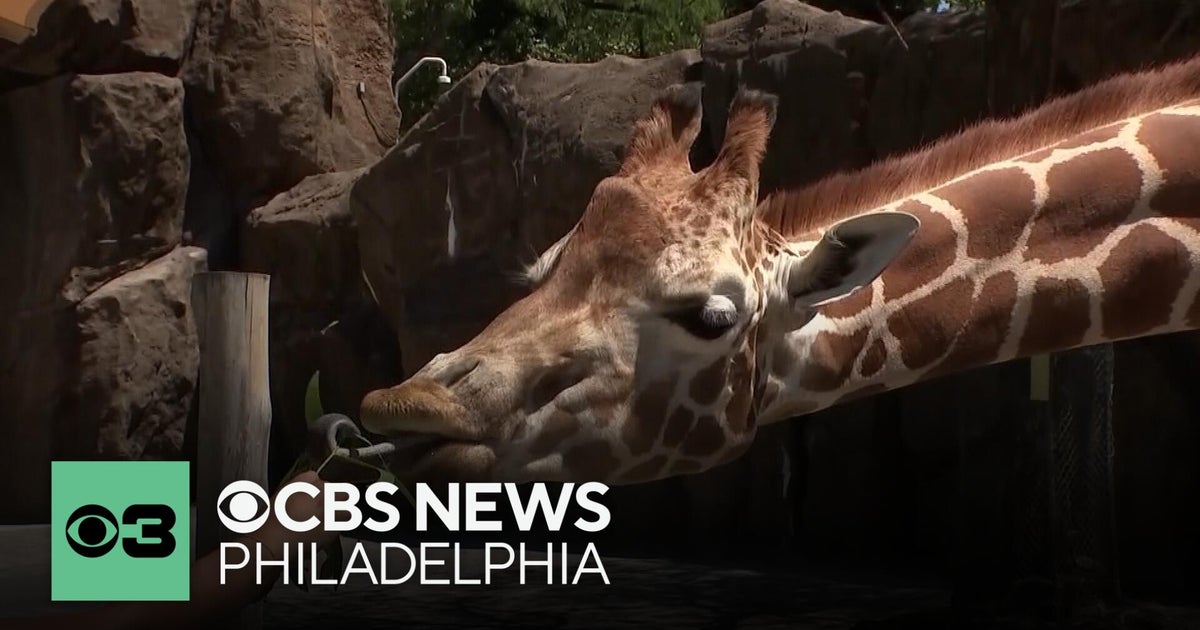 Philadelphia Zoo, America's first, debuts new additions for nation's 250th
