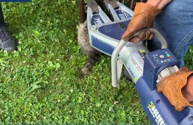 Firefighters in Rostraver Township, Pennsylvania, recently rescued a raccoon that had become stuck in a storm drain grate, using a small hydraulic tool to free the animal. firefighters in rostraver township, pennsylvania, recently rescued a raccoon that had become stuck in a storm drain grate, using a small hydraulic tool to free the animal.
