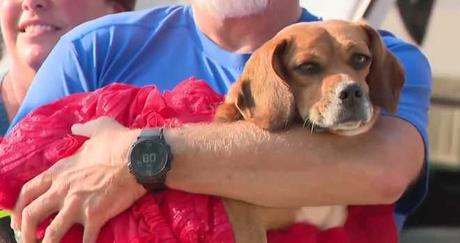 Bella, a partially paralyzed beagle mix rescued by the Butler County Humane Society in Pennsylvania, has found a new home and purpose in Colorado, bringing joy to her community and inspiring others. bella, a partially paralyzed beagle mix rescued by the butler county humane society in pennsylvania, has found a new home and purpose in colorado, bringing joy to her community and inspiring others.