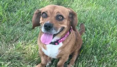 Pennsylvania rescue dog Bella brings joy and hope in Colorado