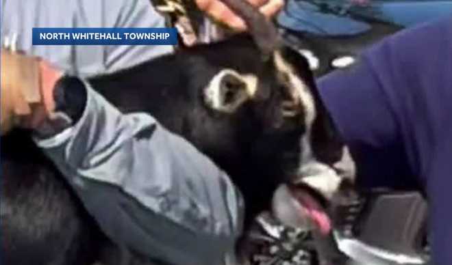 police in north whitehall township, pennsylvania, are trying to locate the owner of a black-and-white goat that was found running through traffic over the weekend.