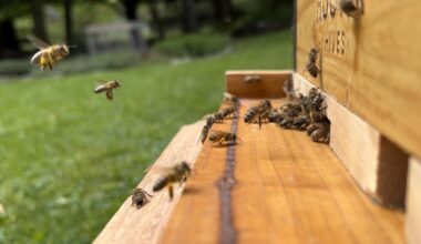 Sweet Gold: Inside Pennsylvania’s Buzzing Bee Industry | Farming and Agricultural News