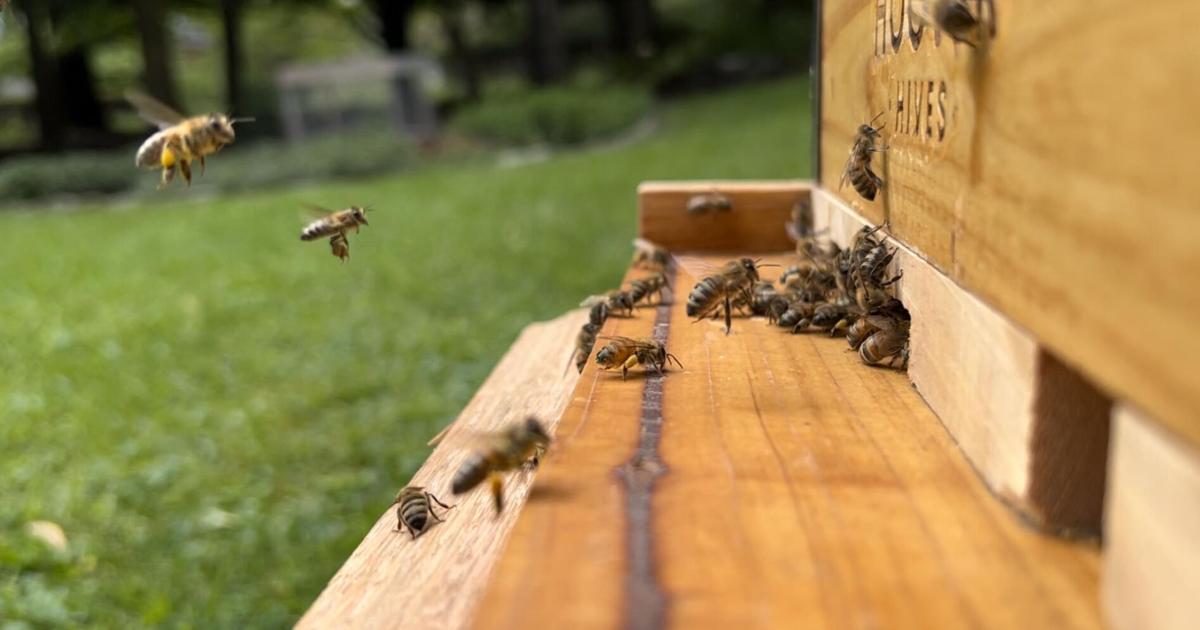 Sweet Gold: Inside Pennsylvania’s Buzzing Bee Industry | Farming and Agricultural News