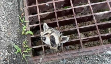 Pennsylvania firefighters free raccoon stuck in storm drain grate
