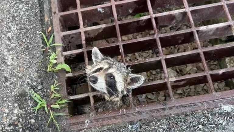 Pennsylvania firefighters free raccoon stuck in storm drain grate