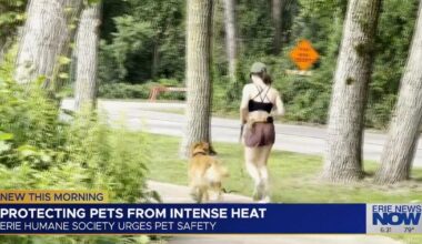 How Erie pet owners can keep animals safe in hot weather | News