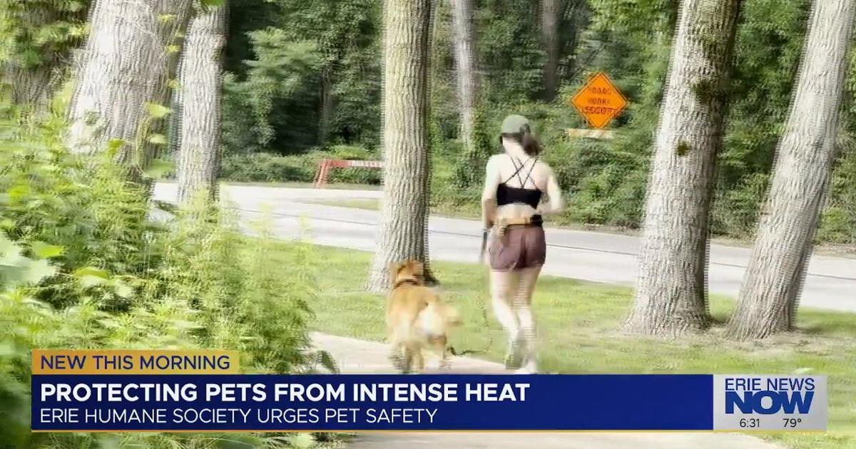 How Erie pet owners can keep animals safe in hot weather | News