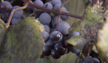 Shapiro Administration Allocates $500,000 to Support Erie Grape Growers | News