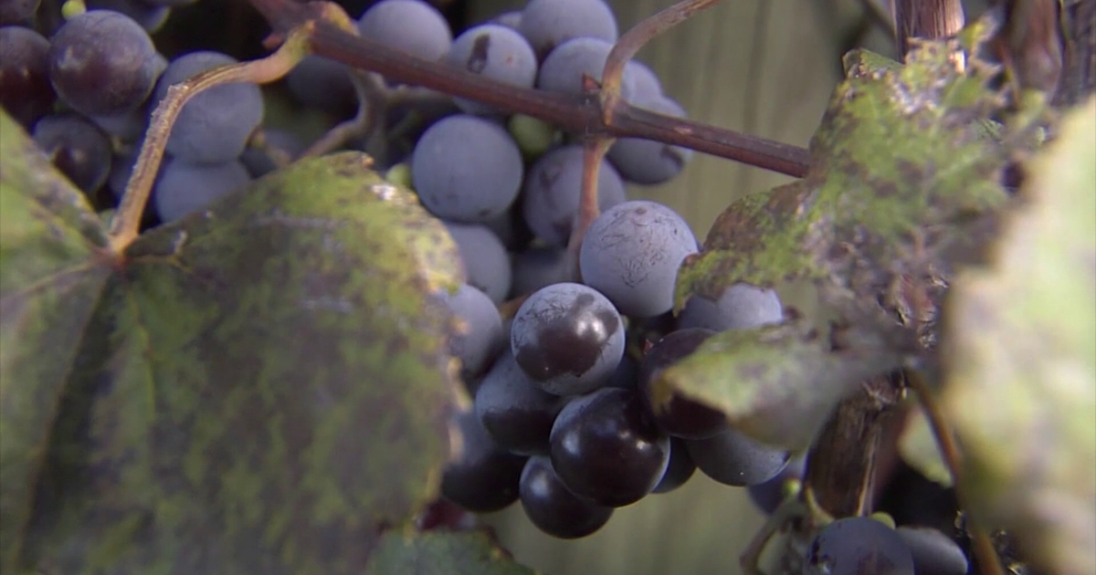 Shapiro Administration Allocates $500,000 to Support Erie Grape Growers | News