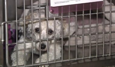 Maple Hills Veterinary Hospital scrambles to move animals, supplies after power outage | Allentown Area
