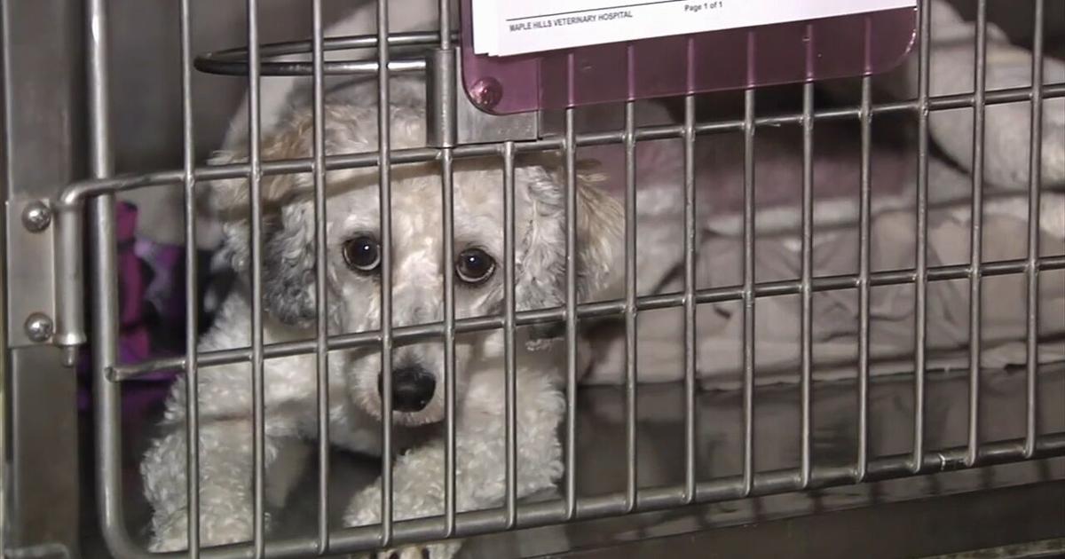 Maple Hills Veterinary Hospital scrambles to move animals, supplies after power outage | Allentown Area