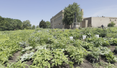 Erie Gardeners Grow Their Own Path to Food Security | News