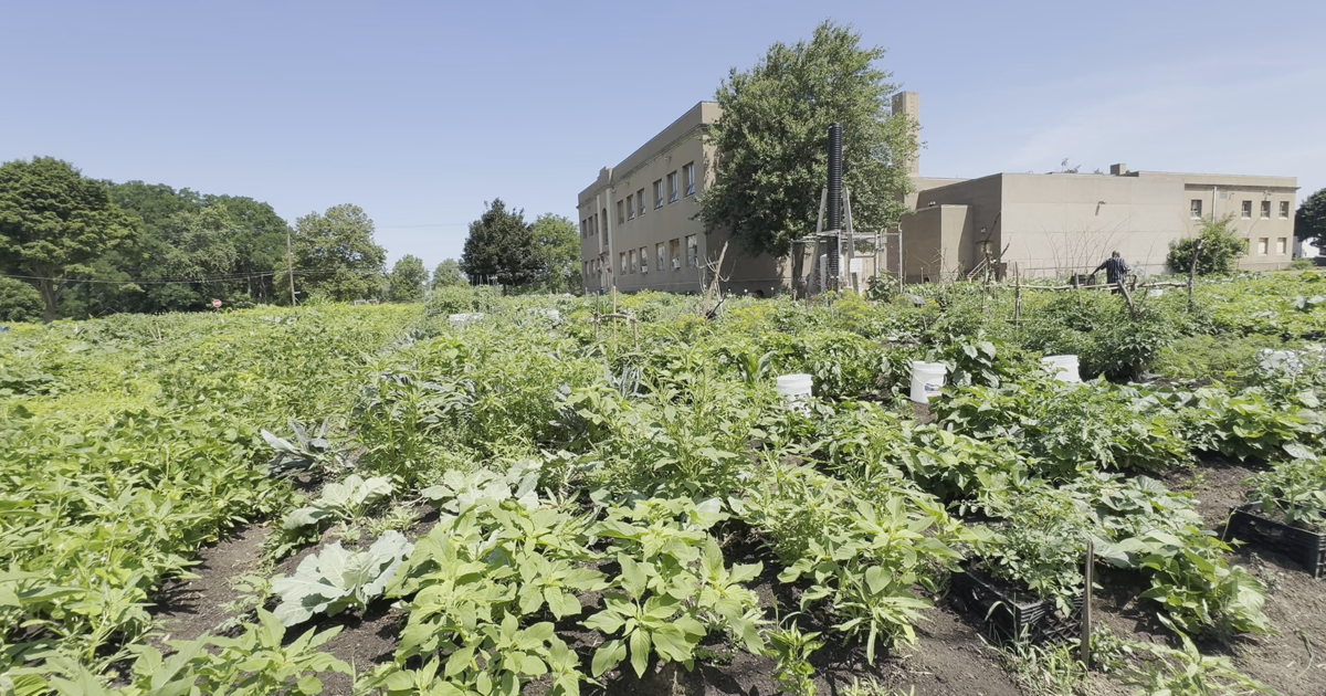 Erie Gardeners Grow Their Own Path to Food Security | News