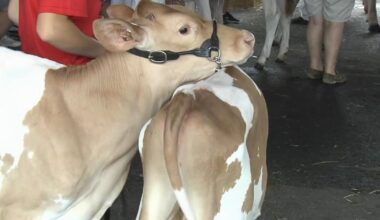 Cows shine at Berks County fair's dairy show in Bern Township | Berks Regional News