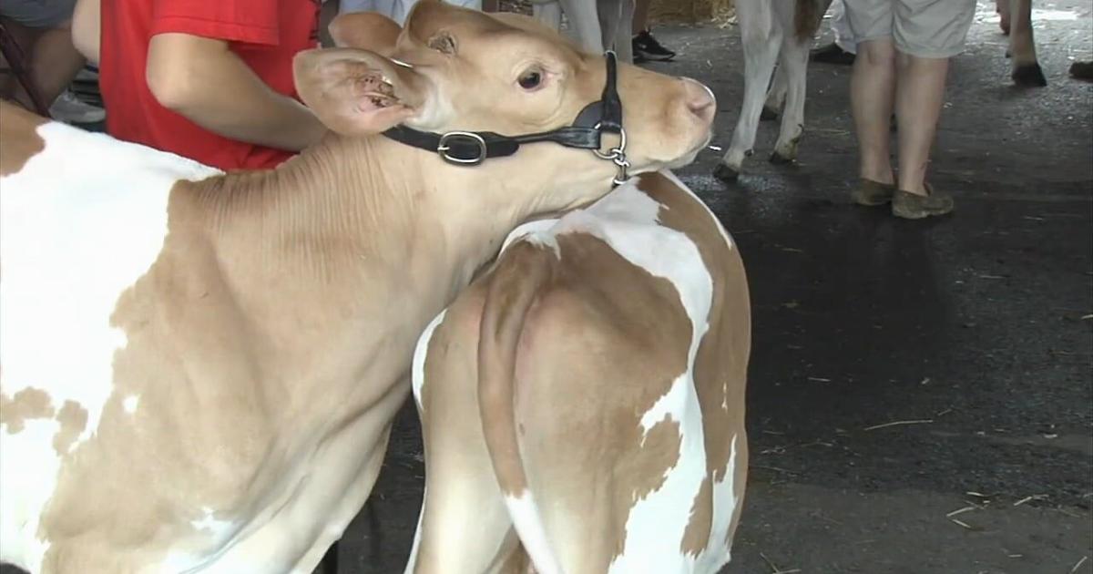 Cows shine at Berks County fair's dairy show in Bern Township | Berks Regional News