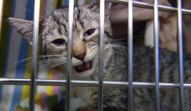 New program offers play dates with cats at Berks ARL | Berks Regional News