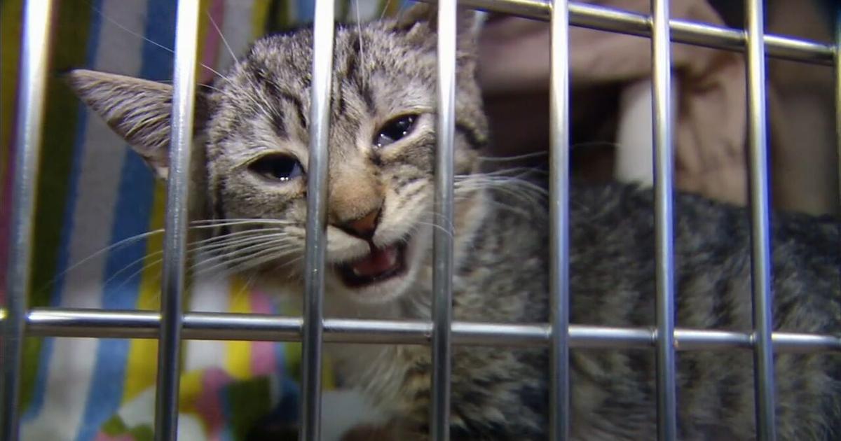 New program offers play dates with cats at Berks ARL | Berks Regional News
