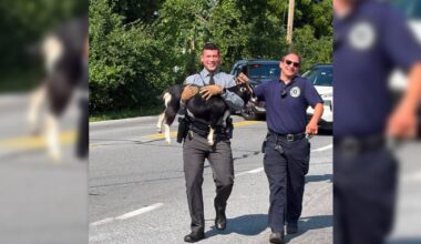 Missing a pet? Goat found running through traffic in North Whitehall Township | Allentown Area
