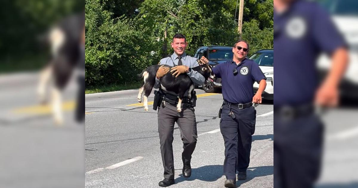 Missing a pet? Goat found running through traffic in North Whitehall Township | Allentown Area
