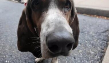 Fundraiser unites beer lovers to support Humane Pennsylvania's cause | Berks Regional News