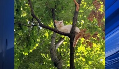 Firefighters come to the rescue for a stranded kitty in Salisbury Township | Allentown Area